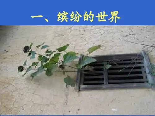 15珍爱生命--快乐成长主题班会课件