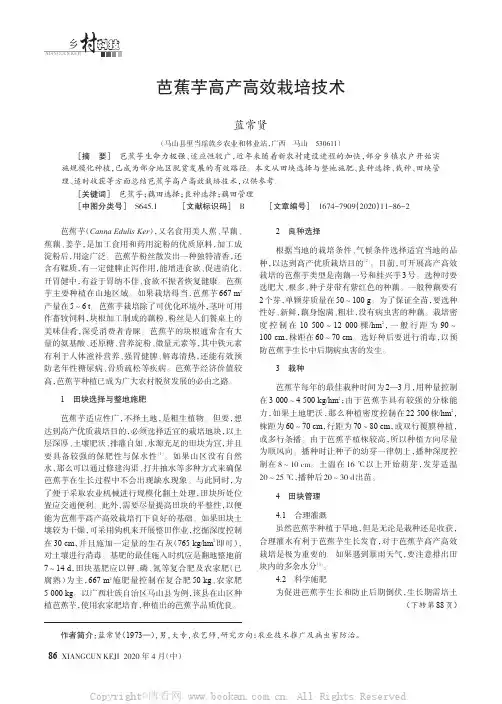 芭蕉芋高产高效栽培技术