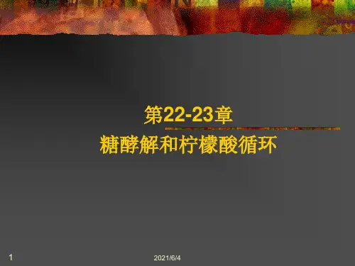 糖酵解和柠檬酸循环