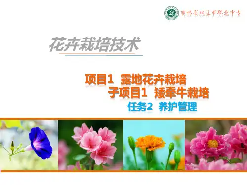 新兴职业农民培训——矮牵牛养护管理