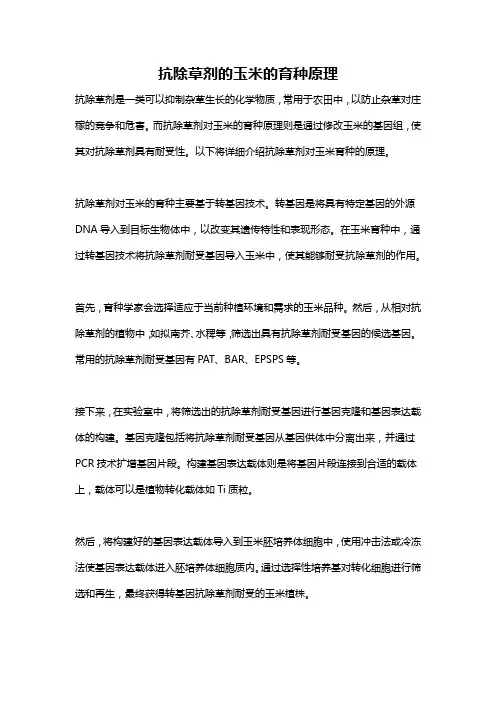 抗除草剂的玉米的育种原理