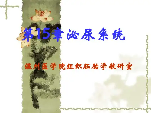 组织与胚胎学第15章 泌尿系统课件