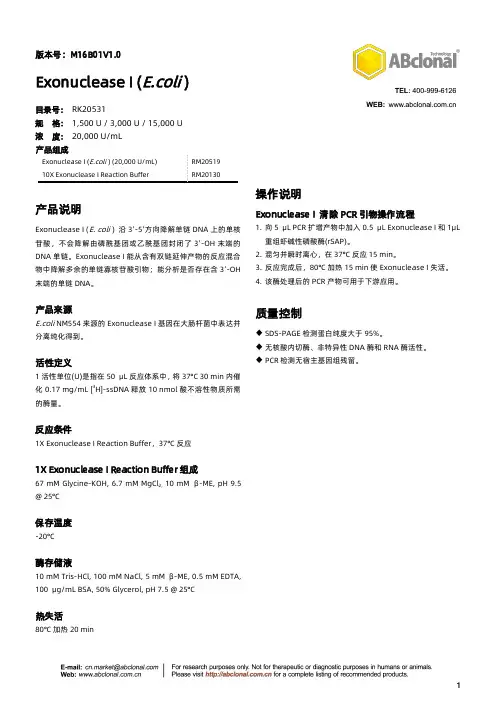 大肠杆菌Exonuclease I（E. coli）说明书
