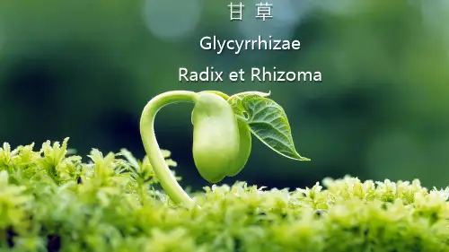 根及根茎类药材—黄芪、甘草、苦参、葛根(天然药物学课件)