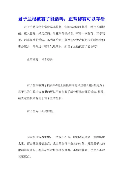 君子兰根被剪了能活吗,正常修剪可以存活