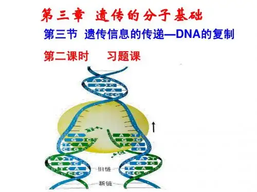 3.2-遗传信息的传递-习题课