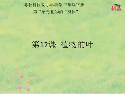 三年级下册第12课《植物的叶》教学课件