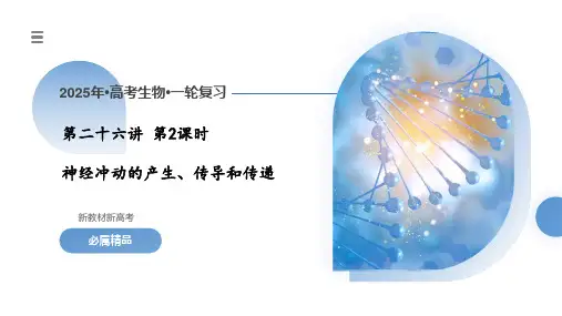 第26.2讲神经冲动的产生、传导和传递(课件)-2025年高考生物一轮复习