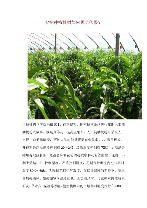 大棚种植桃树如何预防落果？