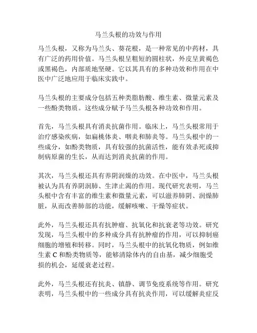 马兰头根的功效与作用