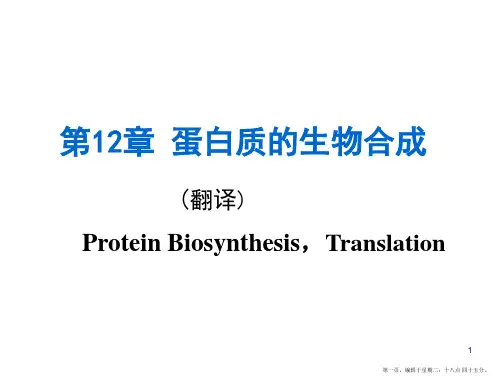 第十三蛋白质的生物合成