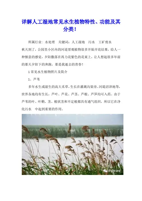 详解人工湿地常见水生植物特性、功能及其分类!