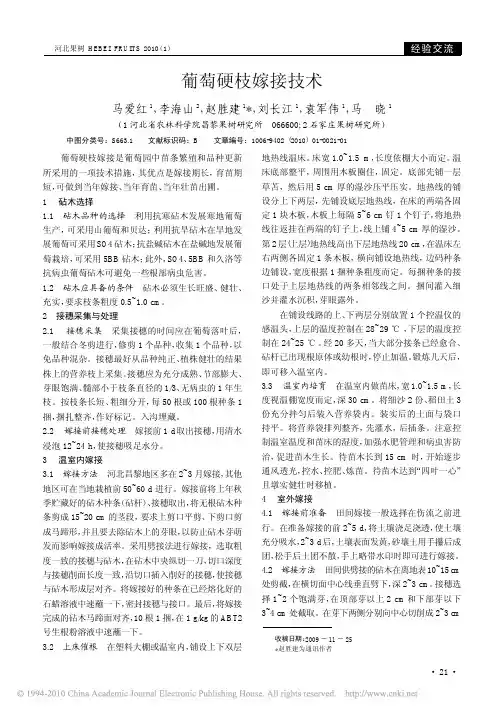葡萄硬枝嫁接技术