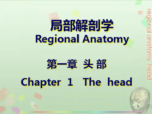 局部解剖学-头部PPT课件