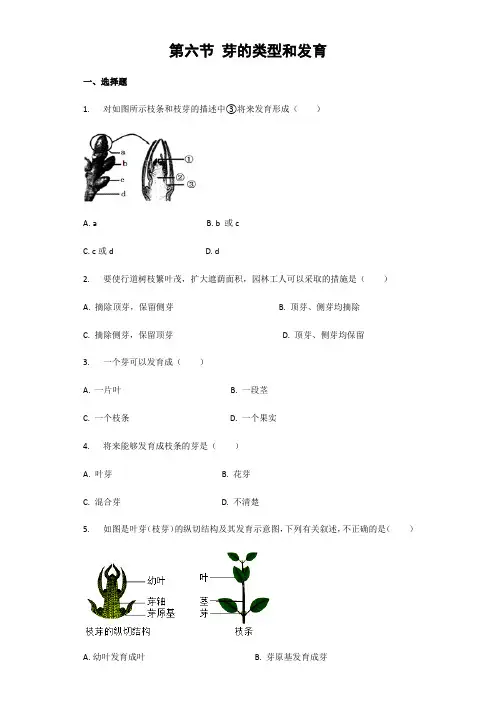 2023-2024学年济南版八年级上册第4单元第1章第6节《芽的类型和发育》习题(解析版)