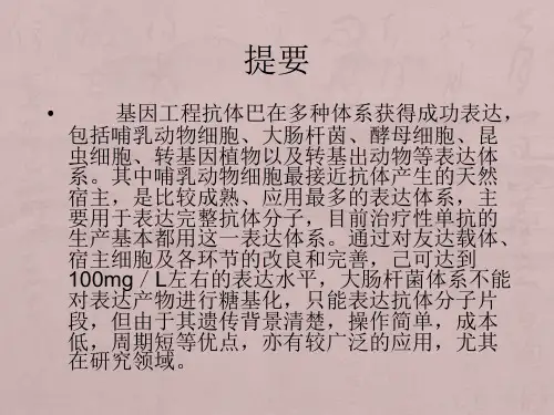 抗体的表达原理