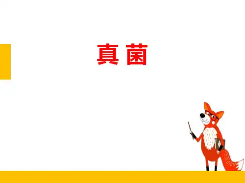 《真菌》PPT课件
