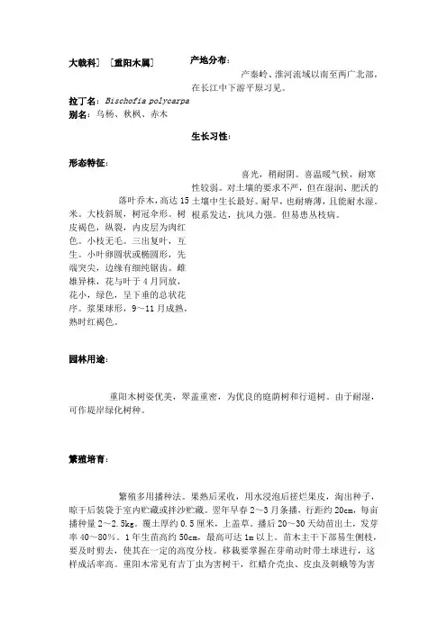 重阳木
