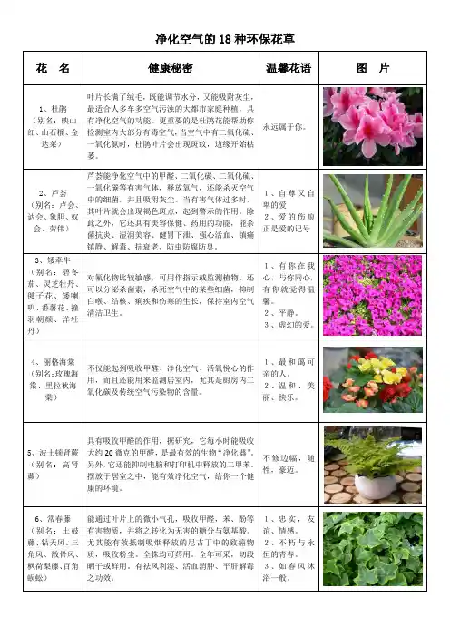 净化空气的18种环保花草