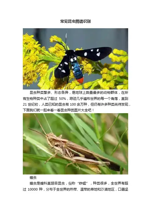 常见昆虫图谱识别