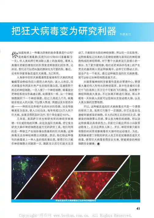 把狂犬病毒变为研究利器