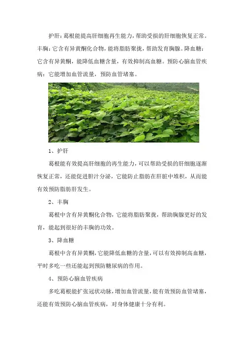 葛根的功效与作用
