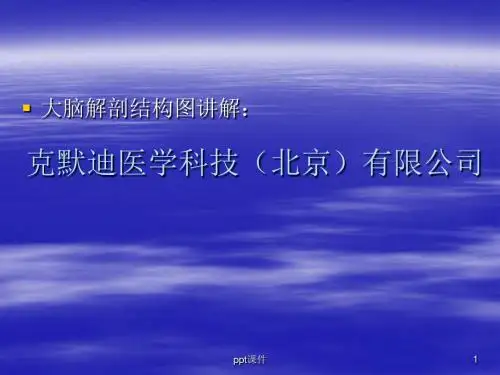 大脑解剖结构图讲解  ppt课件