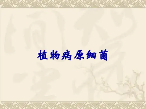 植物病原细菌