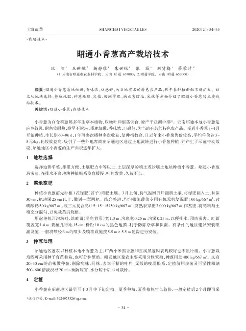 昭通小香葱高产栽培技术