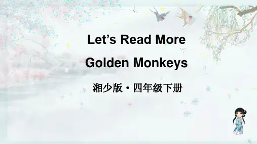 湘少版四年级英语下册 Golden Monkeys(教学课件)
