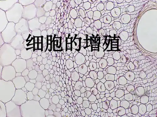 高中生物 第四章 第一节 细胞增殖课件 浙教版必修1 精品