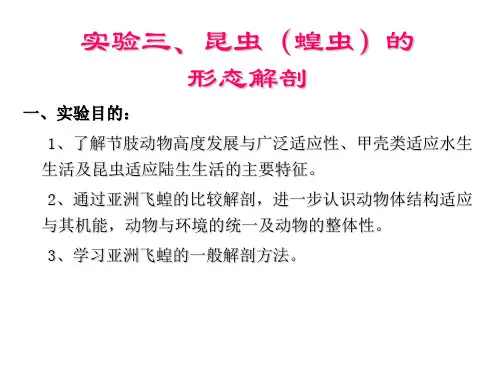 实验三、昆虫的解剖与昆虫采集及分类