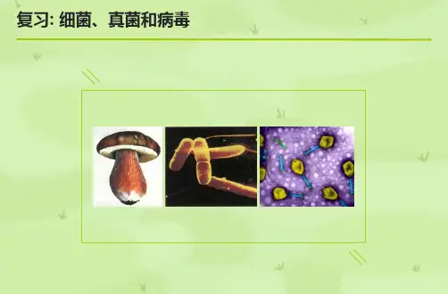 初二生物细菌、真菌和病毒复习精品中学ppt课件