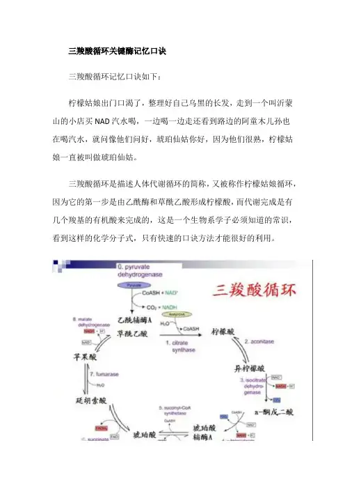 三羧酸循环关键酶记忆口诀