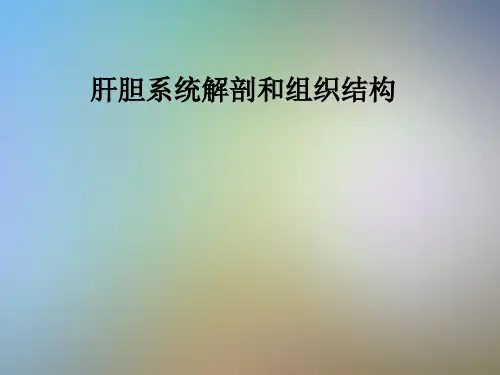 肝胆系统解剖和组织结构