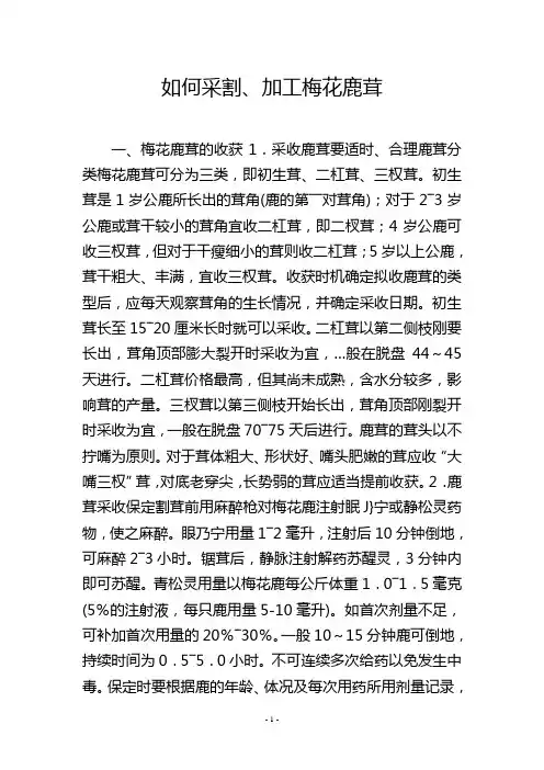 如何采割、加工梅花鹿茸