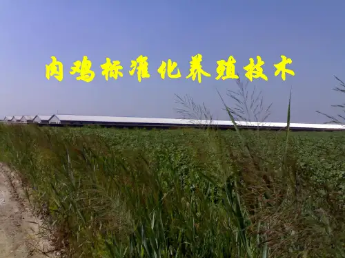 标准化的肉鸡生产技术