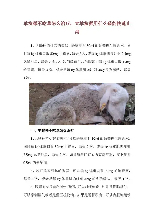 羊拉稀不吃草怎么治疗,大羊拉稀用什么药能快速止泻