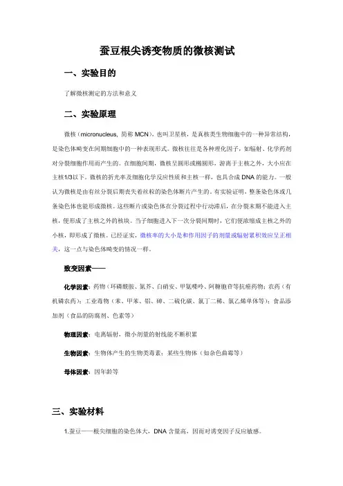 蚕豆根尖微核测试