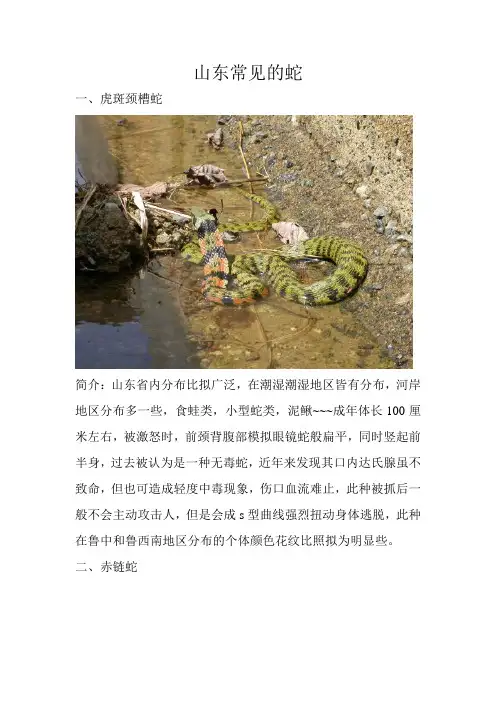 珍藏-山东常见的蛇类