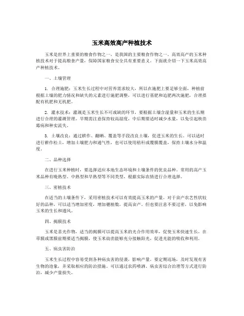 玉米高效高产种植技术