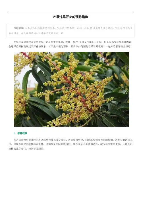 芒果过早开花的预防措施