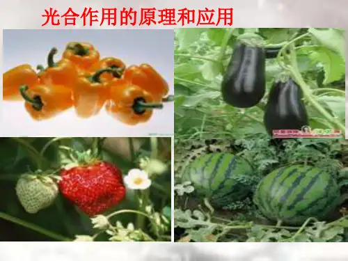 光合作用的原理和应用
