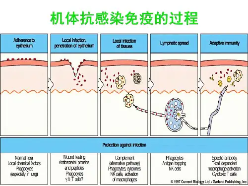 T细胞介导的细胞免疫应答