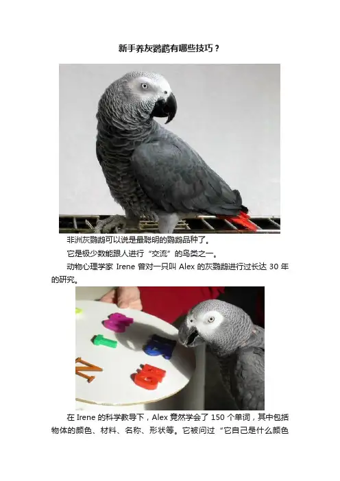 新手养灰鹦鹉有哪些技巧？