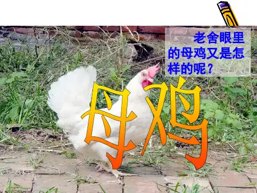 16.母鸡.精品PPT课件