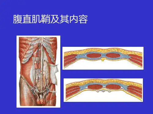 单元腹膜腔的结构ppt课件
