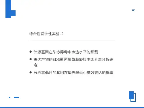 表达产物的SDS聚丙烯酰胺凝胶电泳分离分析鉴定