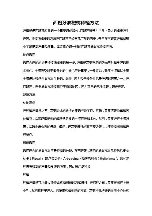 西班牙油橄榄种植方法