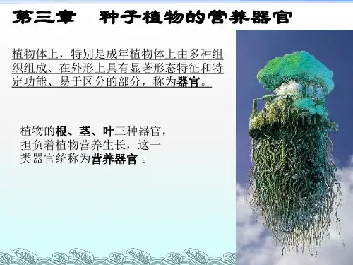 植物学  根